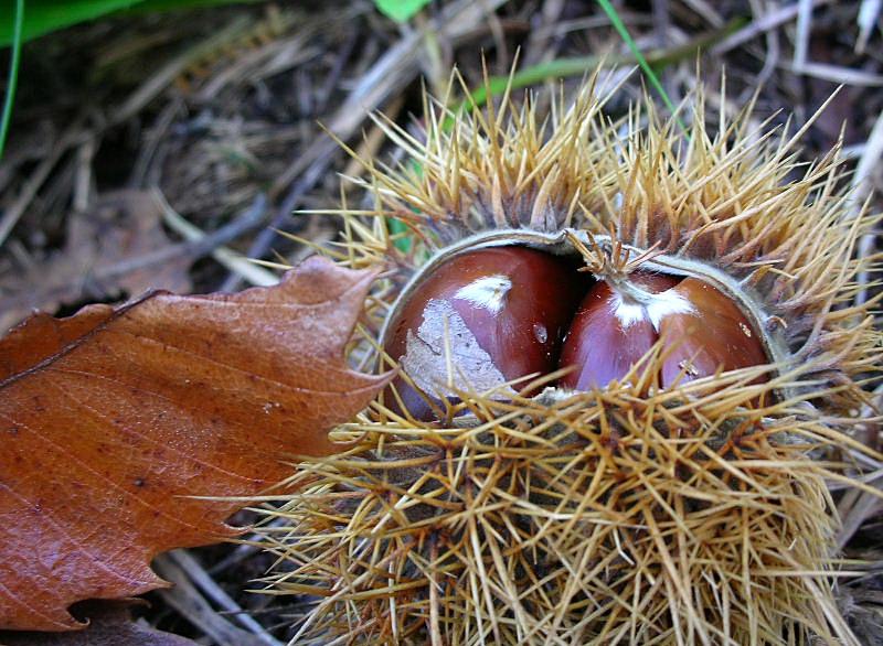 Castanea Sativa versione autunnale